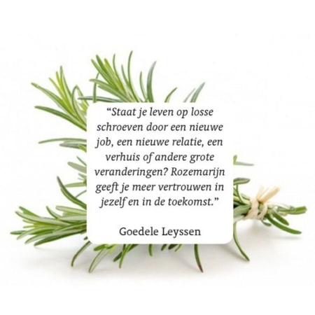 RainPharma Essential oil rosemary